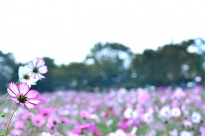 埼玉県北部地域の地方自治体による婚活支援サービス