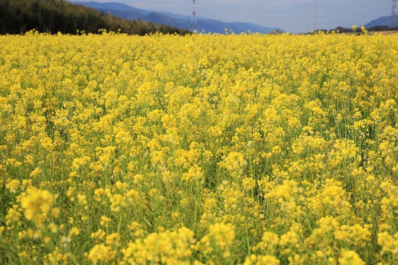 吉野川市菜の花畑