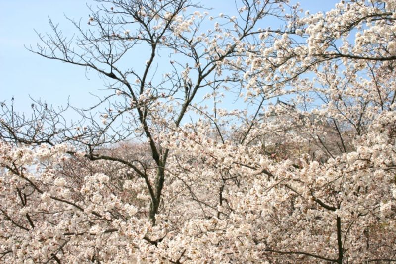 津山城の桜