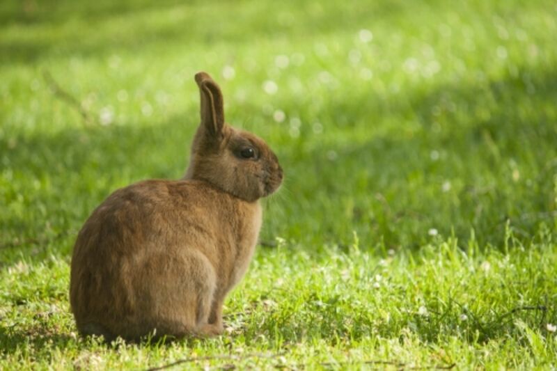 愛情の象徴うさぎ