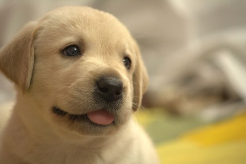 いつも傍に居る犬