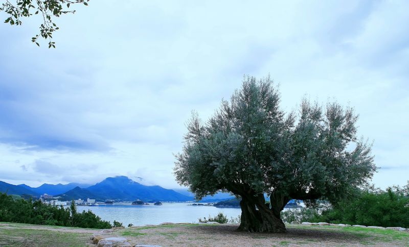小豆島のオリーブの木
