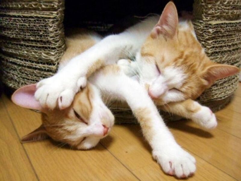 じゃれてる親子猫