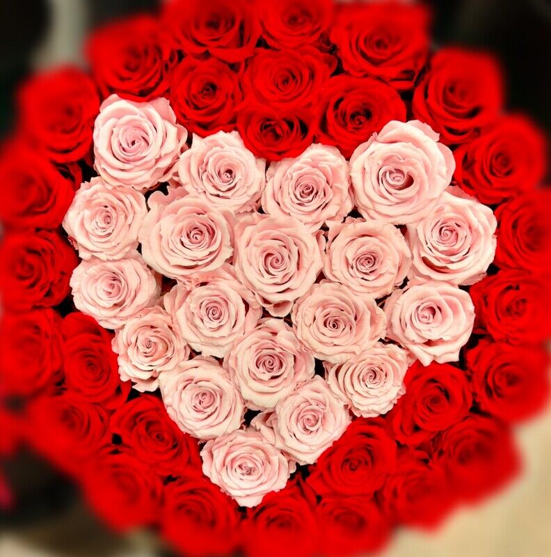 沢山の赤いバラ