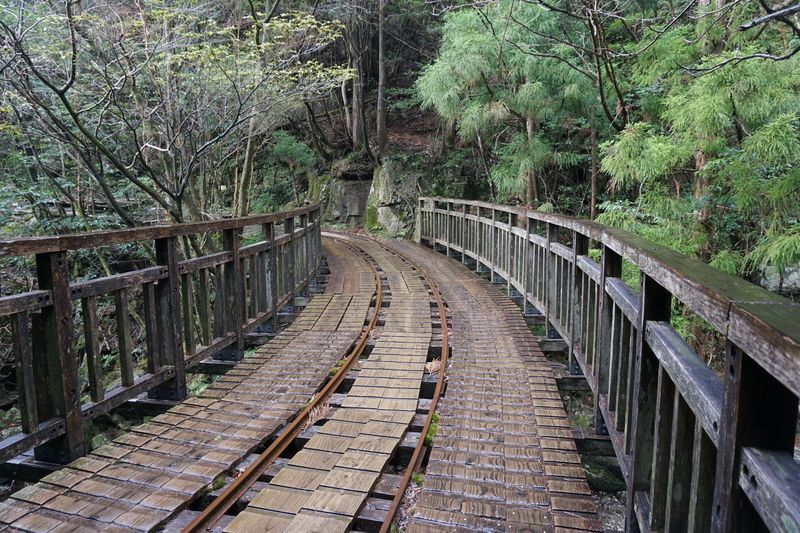 屋久島のトロッコ道