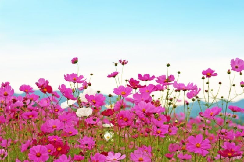 三重県中勢地域にある地方自治体による結婚支援サービス