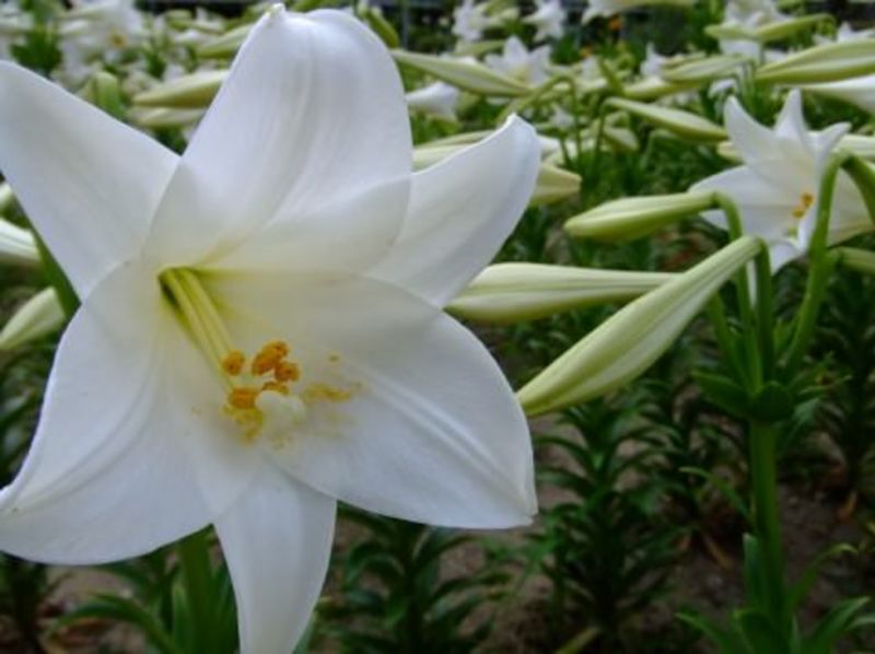 埼玉県西部地域の地方自治体による婚活支援サービス