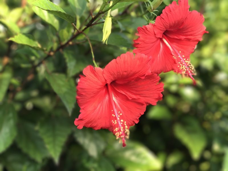 奄美大島のハイビスカス