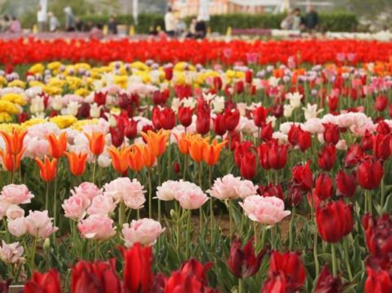 埼玉県県央地域の地方自治体による婚活支援サービス