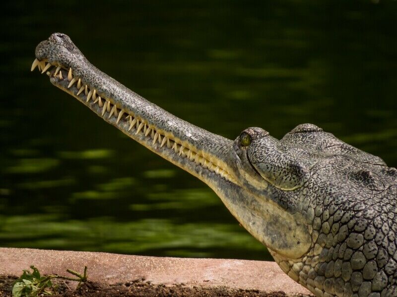 アイロンみたいな口をしているワニ