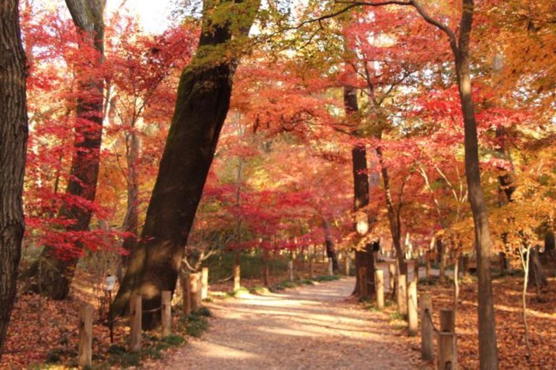 埼玉県南西部地の地方自治体による婚活支援サービス