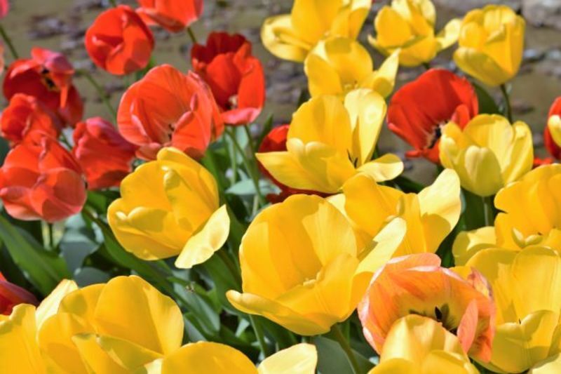 滋賀県東近江地域にある地方自治体による結婚支援応援サービス情報