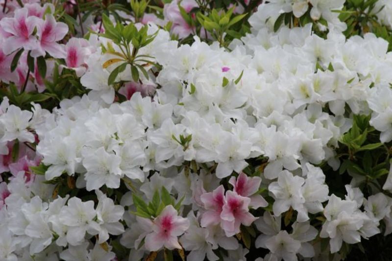 京都府、中丹地域にある地方自治体による婚活情報