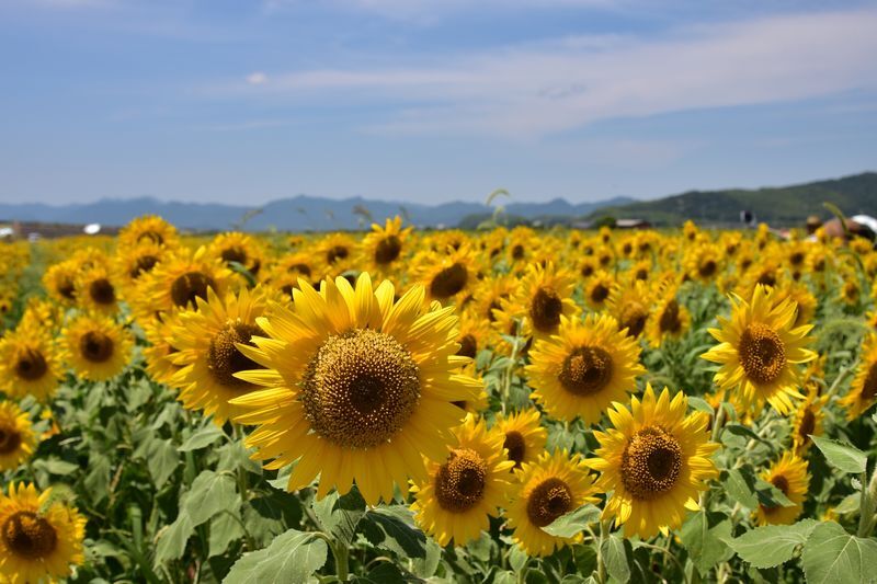 山陽小野田市のひまわり畑