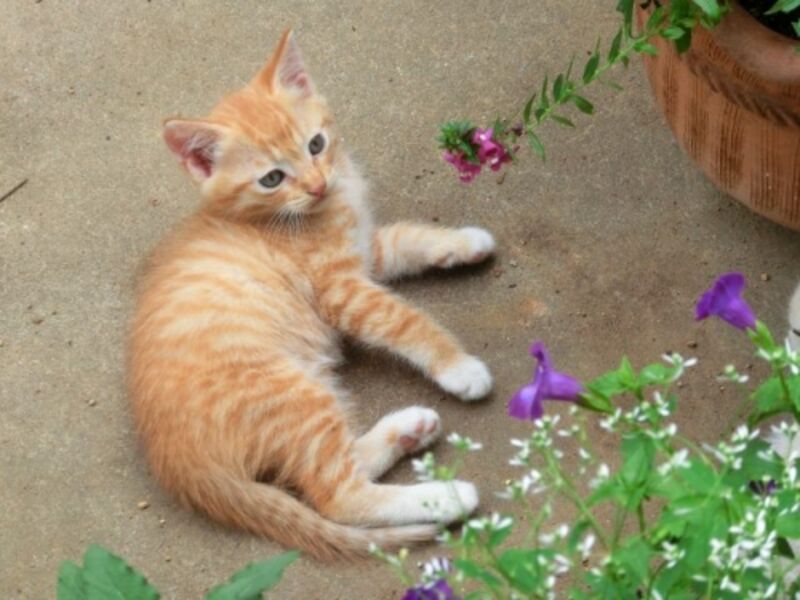 撫でたら喜んだ猫と花
