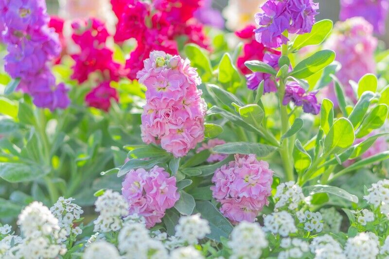 色とりどりの花