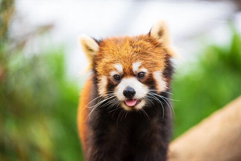 お母さんを待つレッサーパンダ