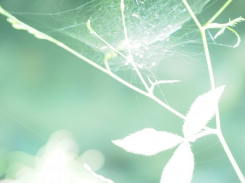 綺麗なクモの巣