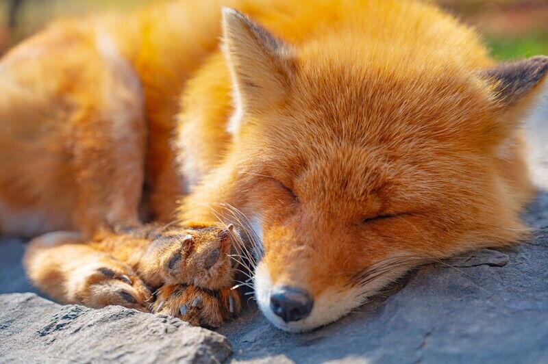 寝ているキツネ