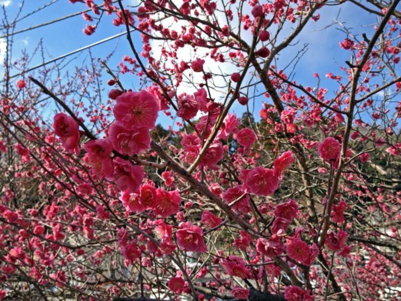 茨城県/県中央地域の地方自治体による結婚支援サービス情報