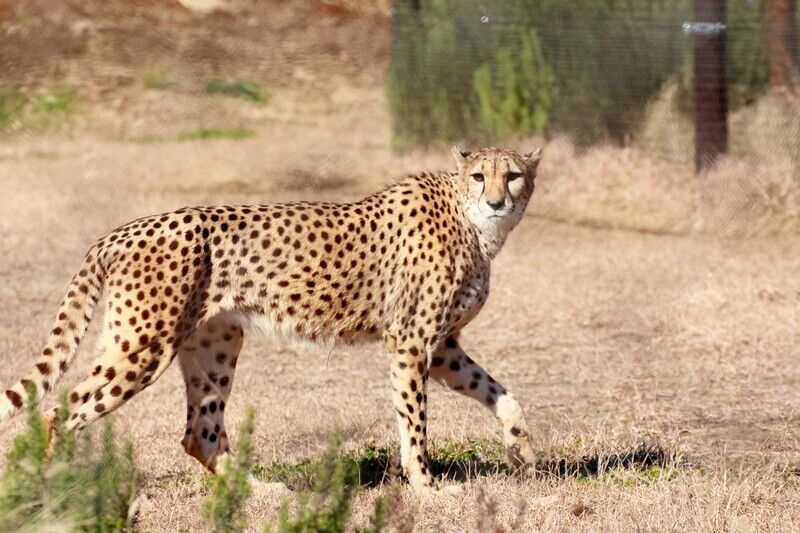 寂しがりやのチータ