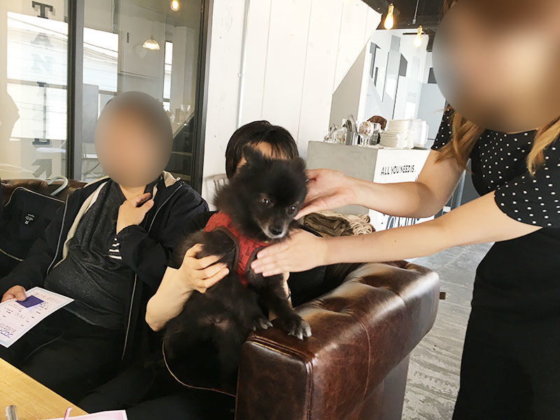 ドッグマッサージ