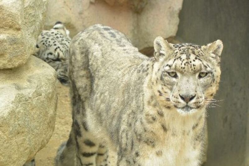 ALT:チーターのように速く、早く