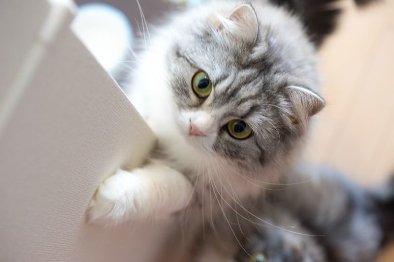 自由気ままな猫