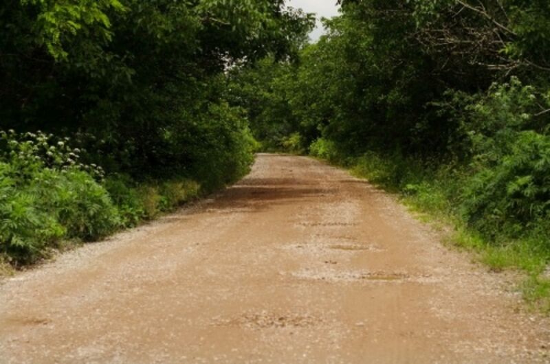 虫捕りに行こう!