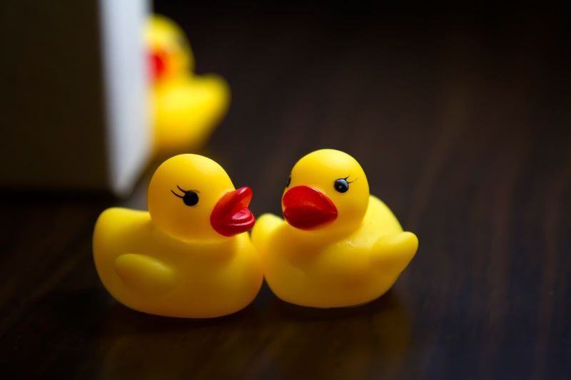 ストーカー行為をするアヒル