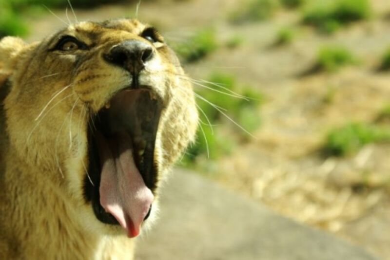 天王寺公園のライオン