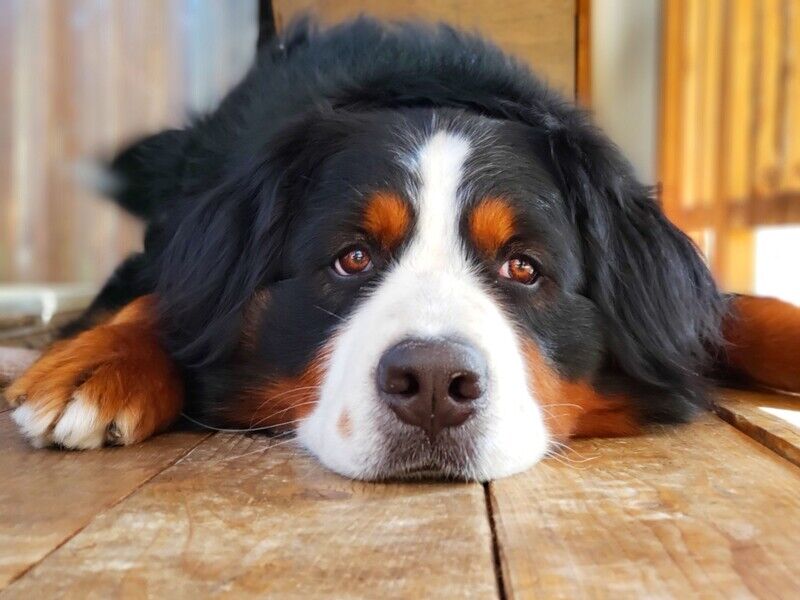 家族の帰りを待つ犬