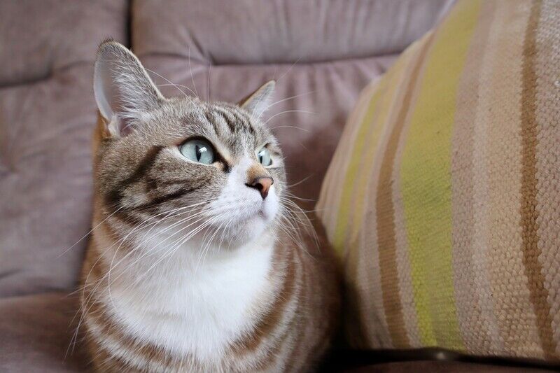 遠くを見つめる猫