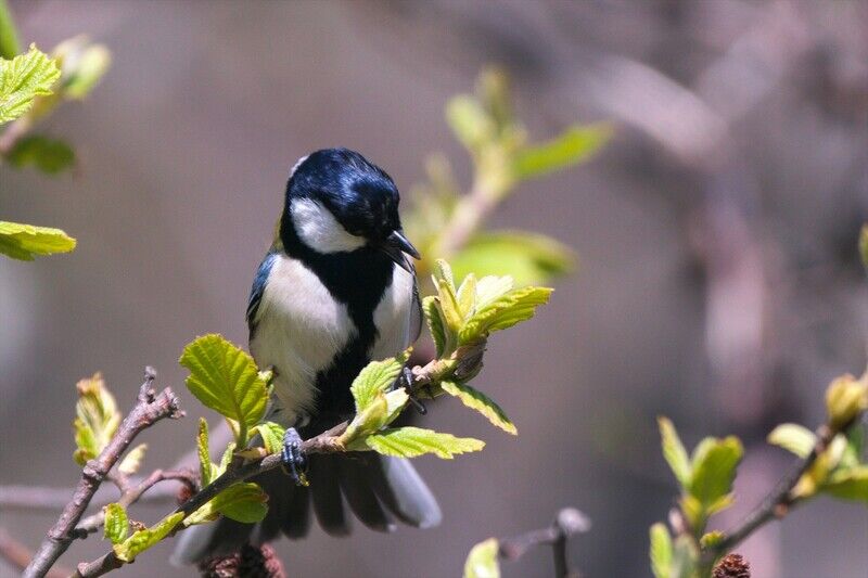 子供ために餌を探す鳥