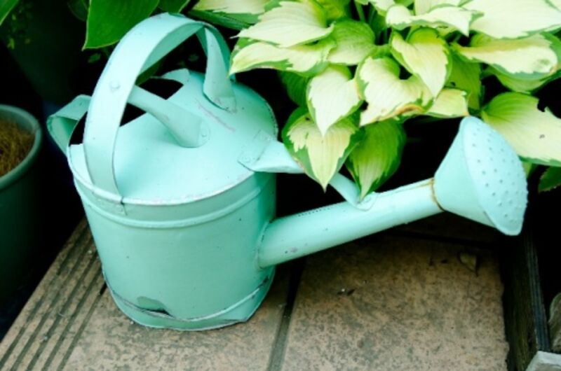 如雨露で水をあげる