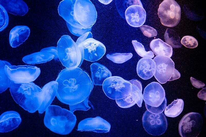 g,ALT:恋をすると綺麗になるクラゲ