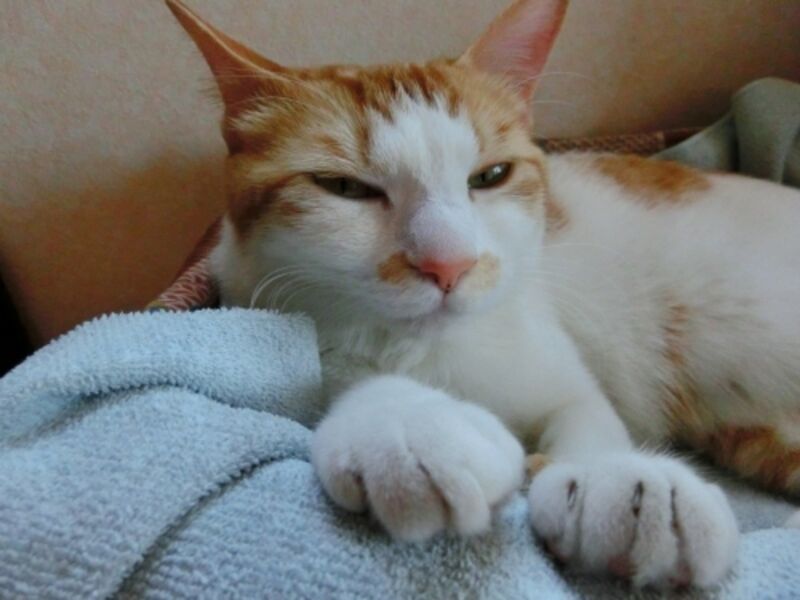 ふてくされて、投げやりになる