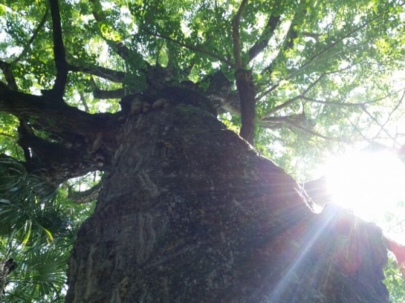 光が射す大きな木