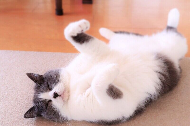 お腹を出している猫