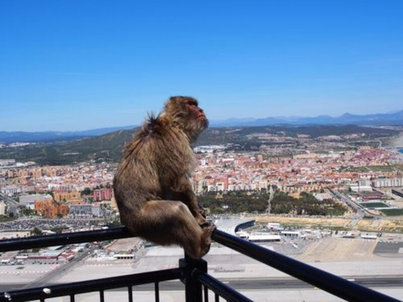 黄昏てるお猿さん