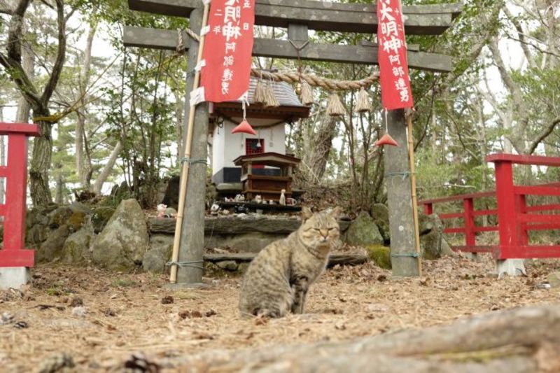 宮城県の石巻地方の自治体による結婚支援サービス情報