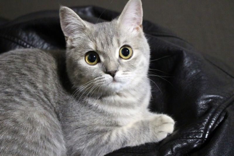 上目遣いのかわいい子猫