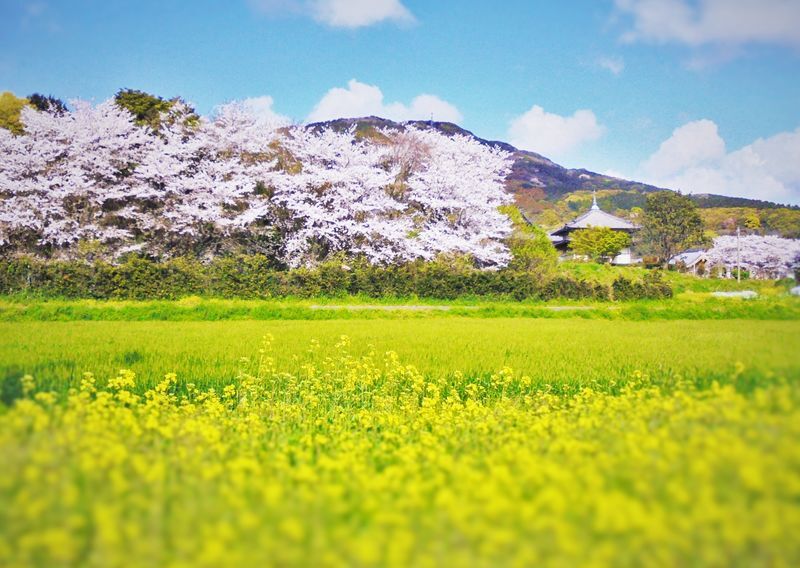 糸島路