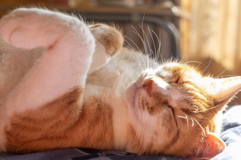 寝転がってる猫