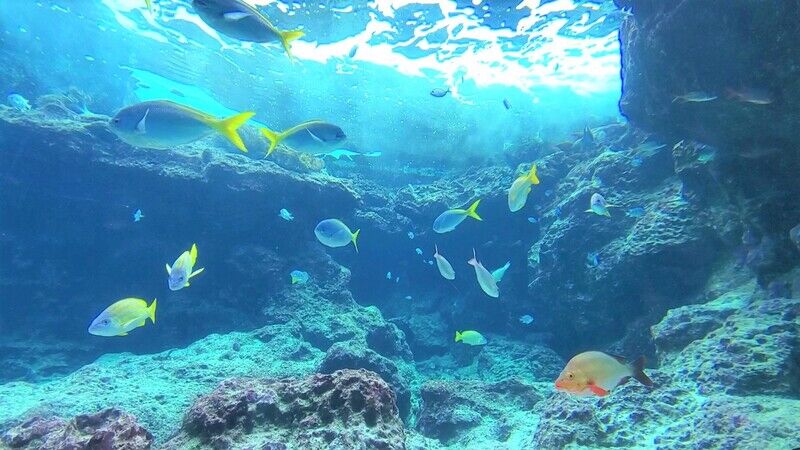 水槽の中に沢山の魚